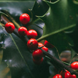 Mistletoe Kiss Pura Fragrance Refill