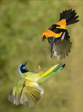 Paint by Sticker (Official): Birds