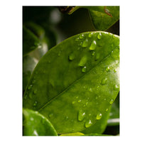 Citrus Leaves Pura Fragrance Refill