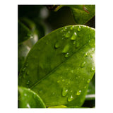 Citrus Leaves Pura Fragrance Refill