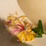 Honeysuckle Simplicity by Pura Fragrance Refill