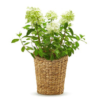 Weave Hanging Planter Basket